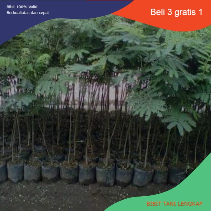 Paket Hemat 15 Bibit Pohon Kayu Sengon Super || Pohon Sengon