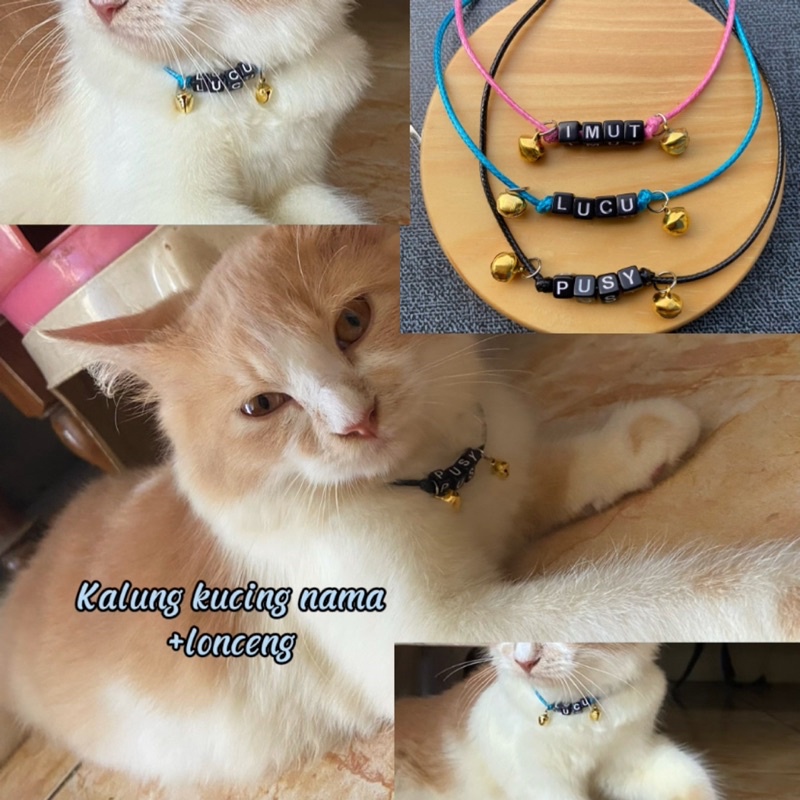 Kalung nama kucing huruf dadu| Kalung kucing nama | Kalung kucing request nama | Kalung kucing+lonce