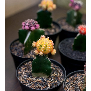 Kaktus warna warni gymno Moon Cactus Grafting | Shopee Indonesia