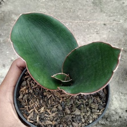 kaktus sukulen// sansevieria mazares