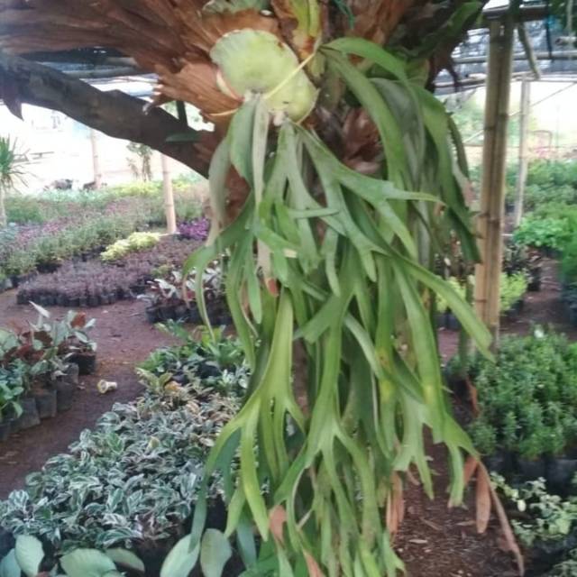 Tanaman dinding kadaka tanduk rusa