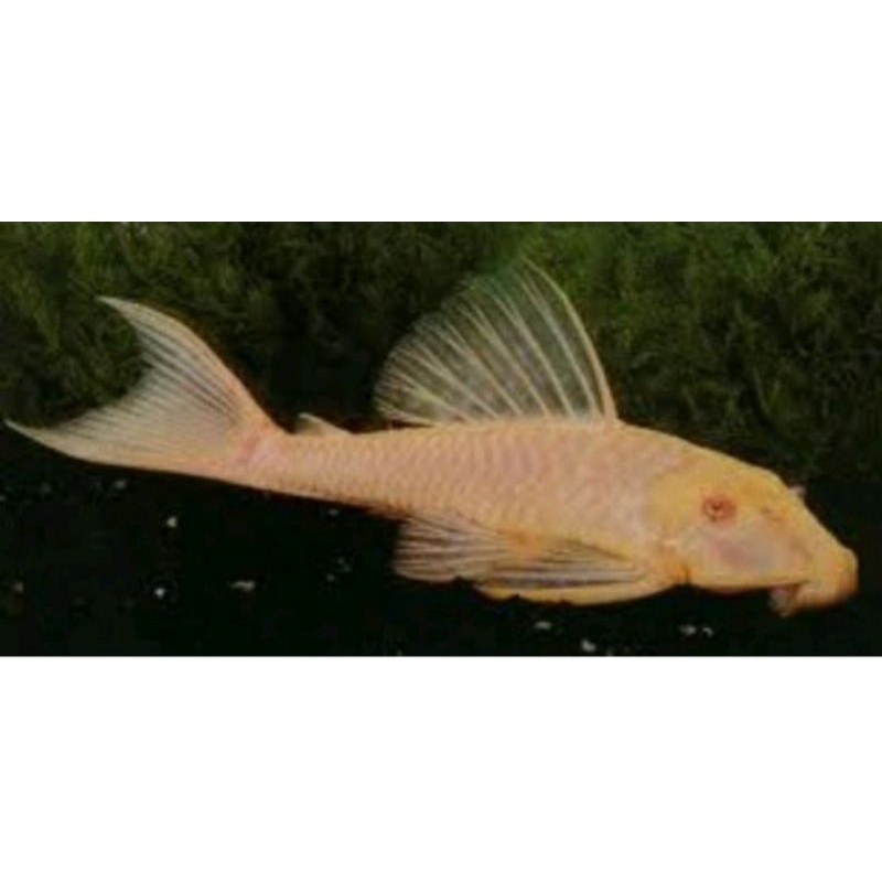 

ikan sapu sapu albino murah berguna