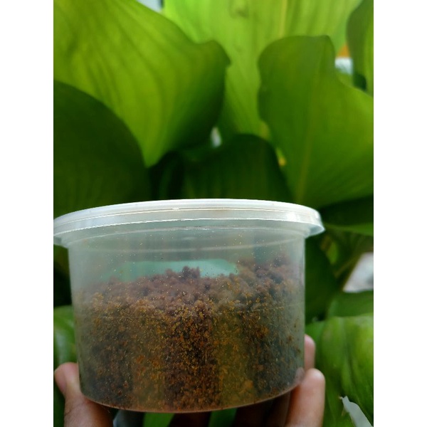 

Terasi Udang/Belacan (Shrimp Paste) 100gr