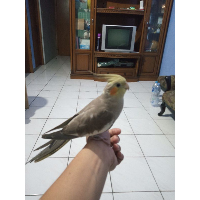 Parkit Australia Falk Full Cinnamon Jinak Total