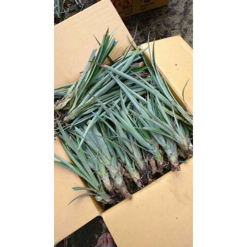 Bibit nanas madu super ( jumbo ) 30 bibit