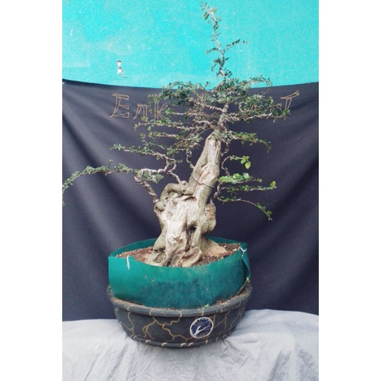 bonsai pohon kiserut serut