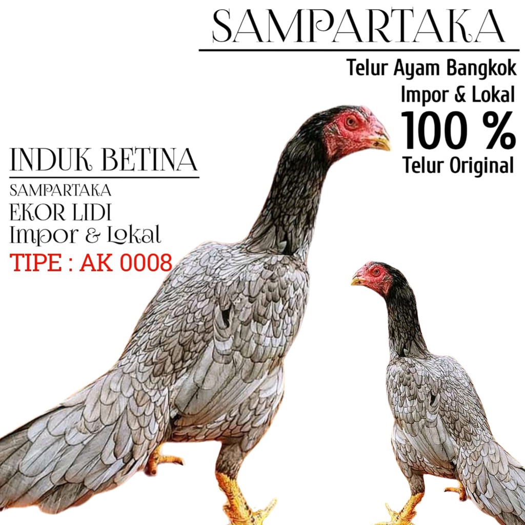 telur ayam bangkok istimewa ekor lidi pukul keras BETINA kelabu tipe AK 0008
