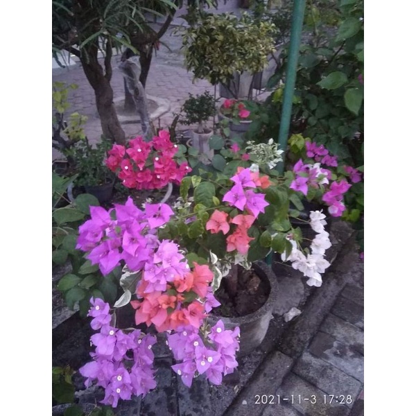 bougenville 3 warna daun rimbun