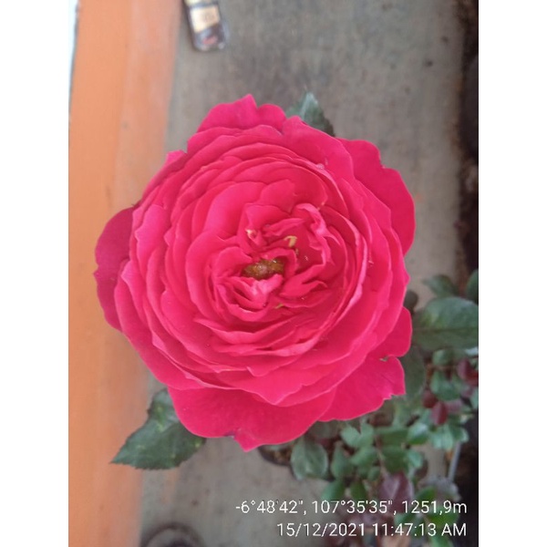 MAWAR IMPORT JAMES PARK