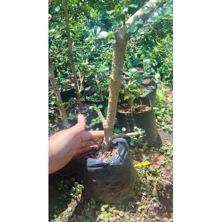 Bahan bonsai hokiantea micro buah uk jempol