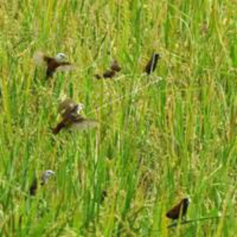 jaring padi senar 0.12 / jaring burung pipit dan emprit / jaring penutup sawah