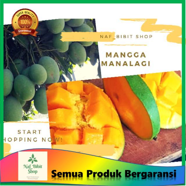 Bibit Mangga manalagi/Tanaman buah mangga manalagi/mangga manalagi/buah mangga manalagi