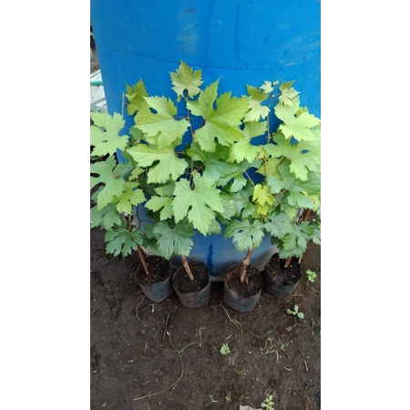 bibit anggur jenis  julian hasil ownroot