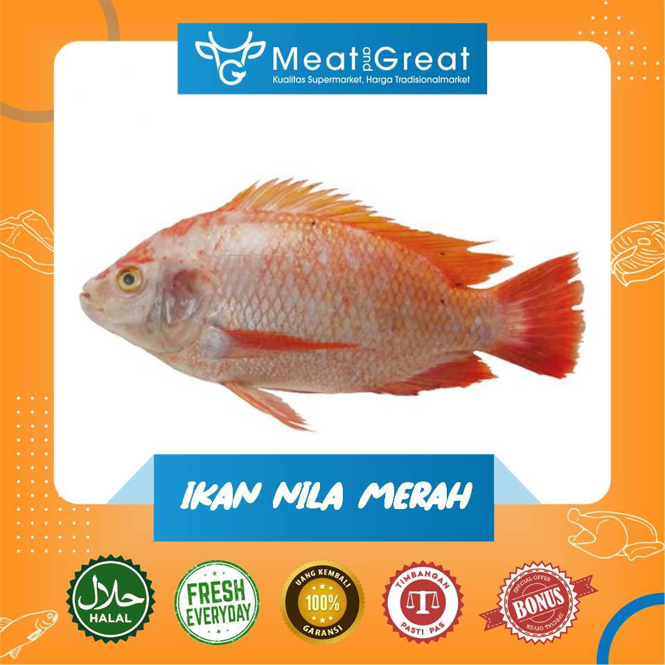

Ikan Nila Segar 1 kg / 500gr