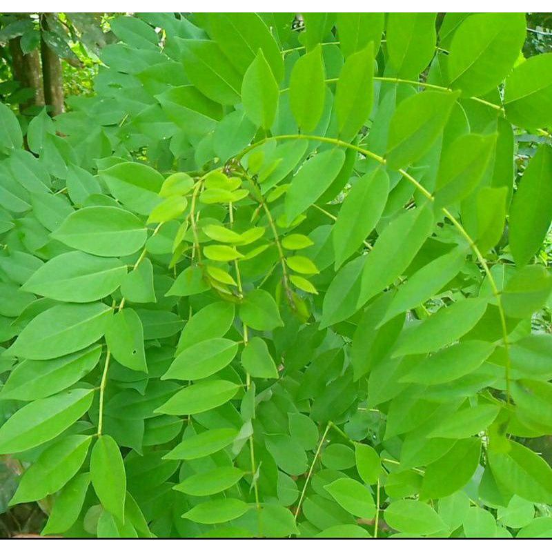 

DAUN GAMAL /KARLE 500G