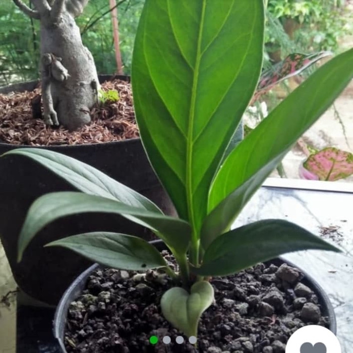 tanaman hias anthurium jenmani