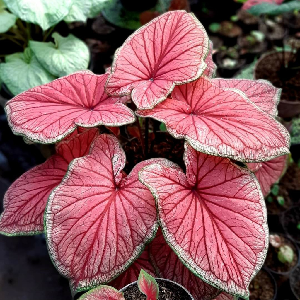 aglonema red jaguar