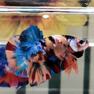 ikan cupang nemo emerald galaxy male / jantan plakat grade