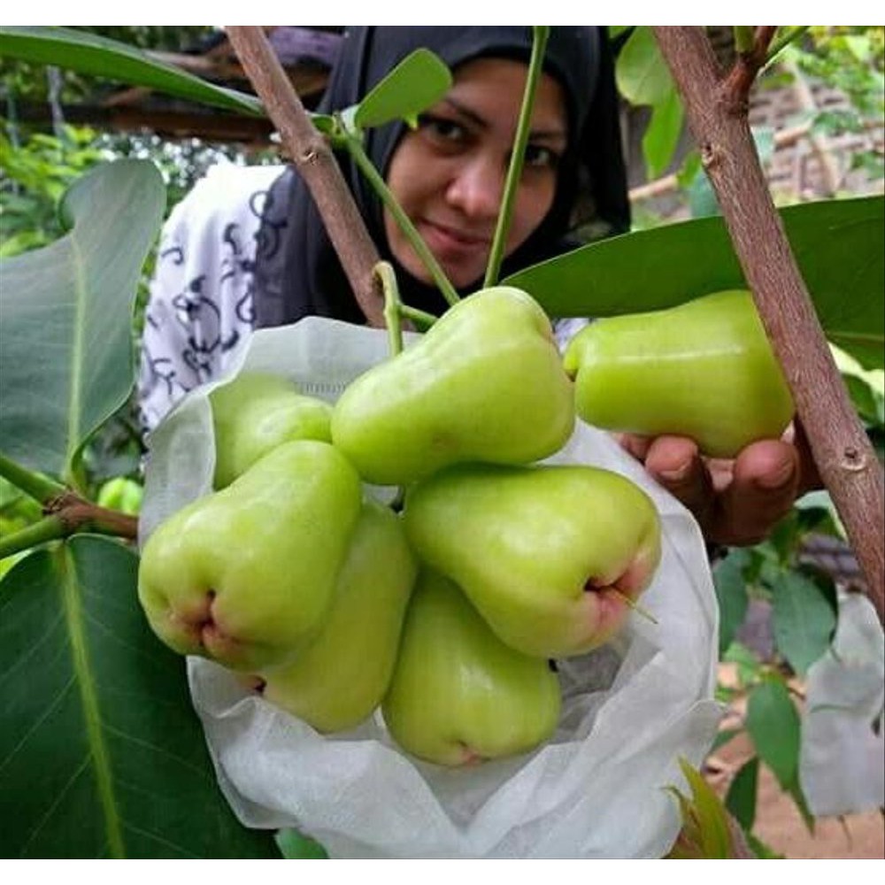 Bibit Jambu Madu Deli Hijau BUY 1 GET 1 FREE