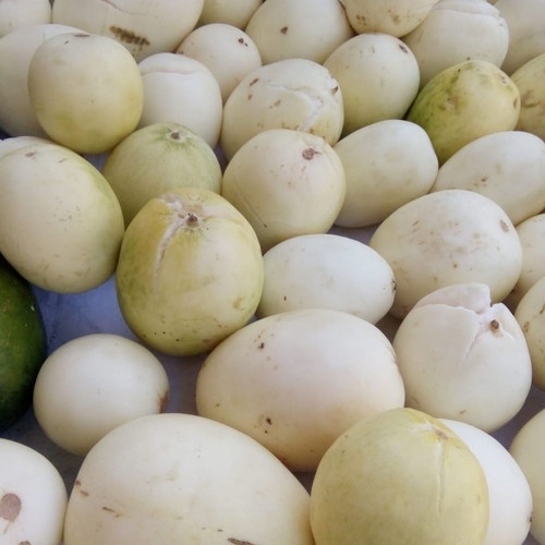 

timun suri pasar online makassar