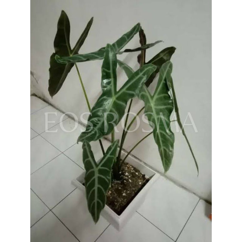 Tanama hias alocasia longiloba Keladi kuping kelinci Alocasia amazon lokal (bonggol)