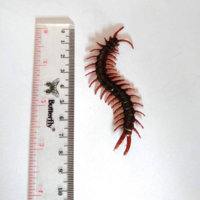 Mainan anak kelabang