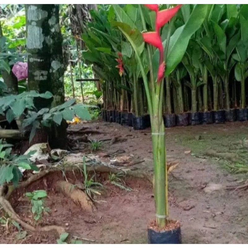 tanaman hias pisang karibay