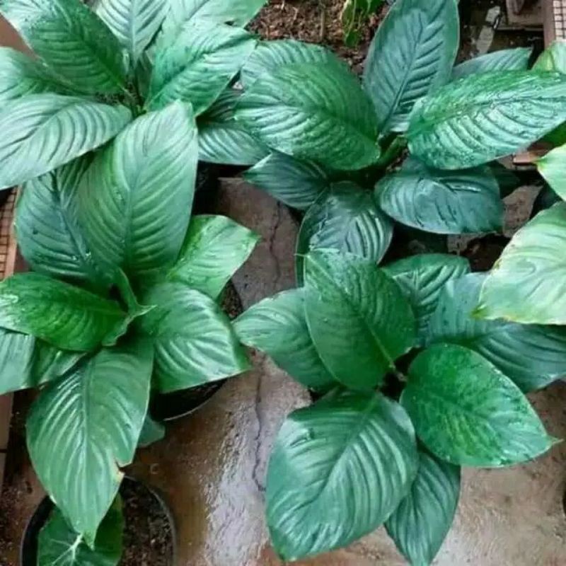Tanamanhias spatu fillum muanaloa peace lily giant
