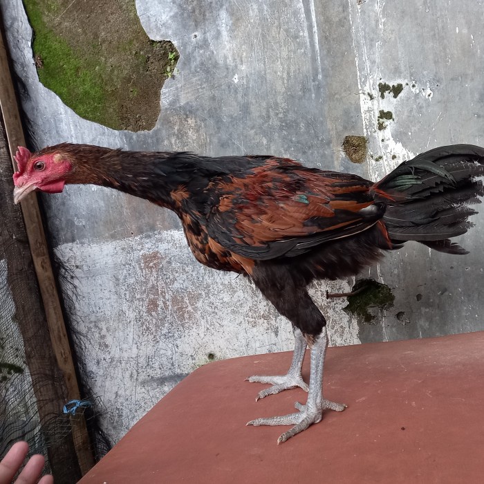 Sepasang Ayam Pelung siap ternak (BERKUALITAS)