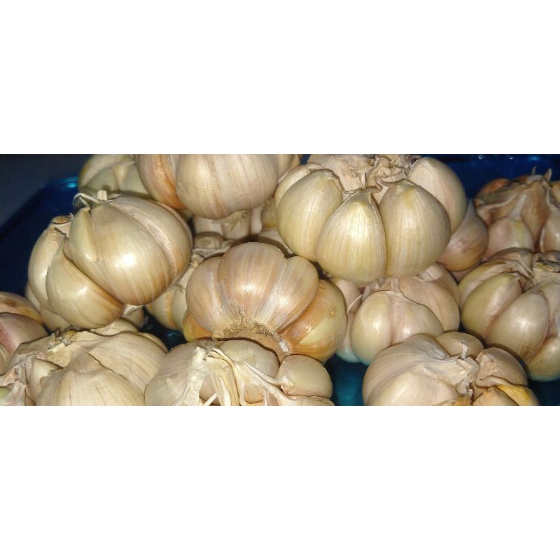 

bawang putih murah