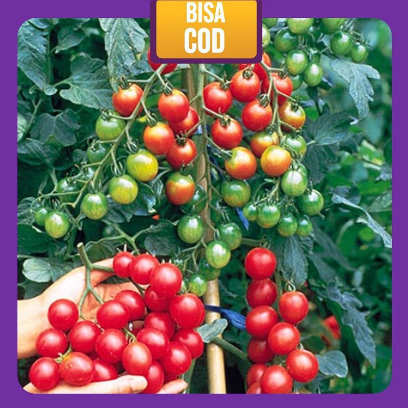 Tanaman Hias Buah Tomat krismil / Tanaman Tomat Hias / Tomat Krisil / Tanaman hidup unik