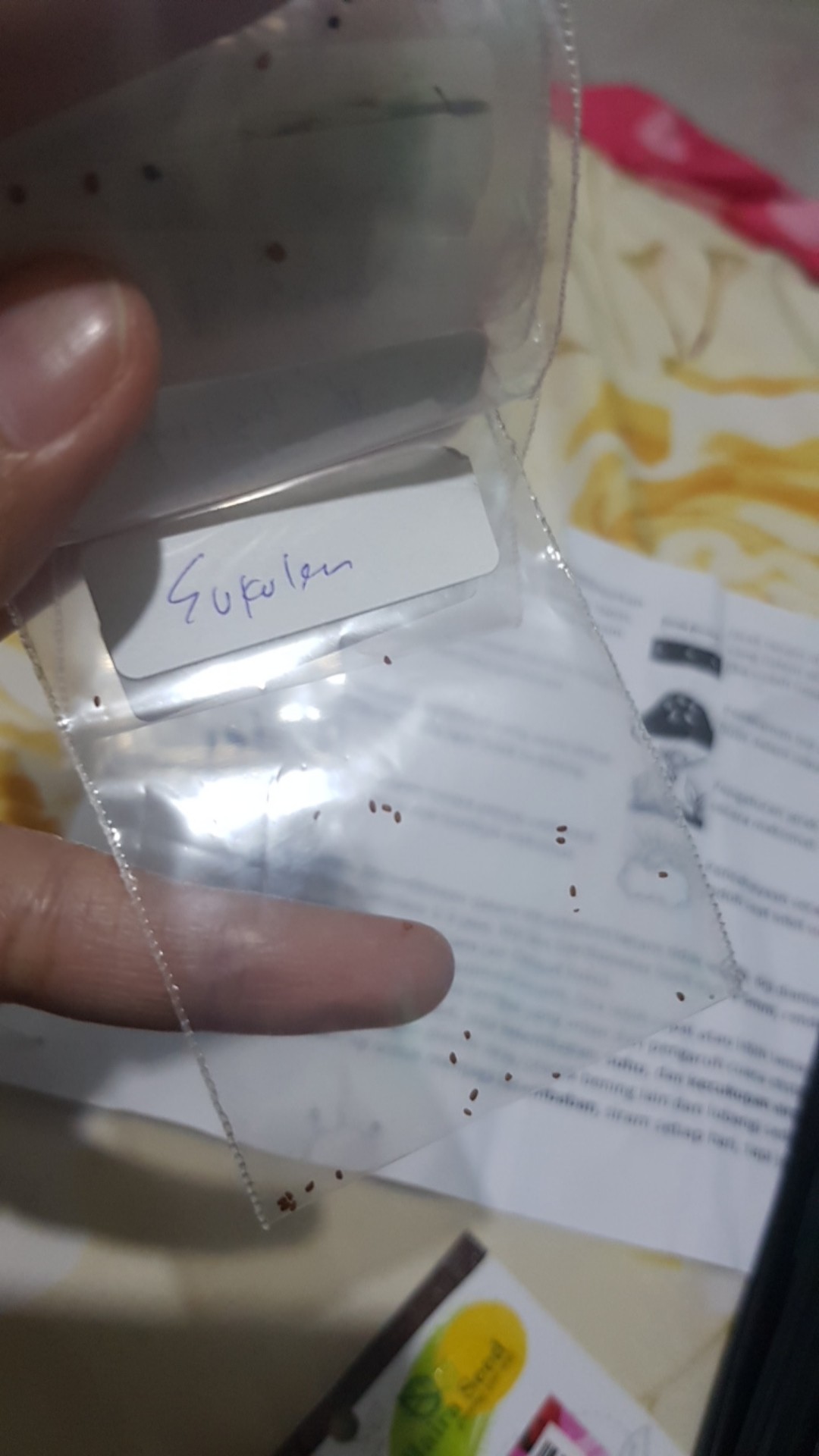 Benih/biji Sukulen Aneka Ragam Jenis