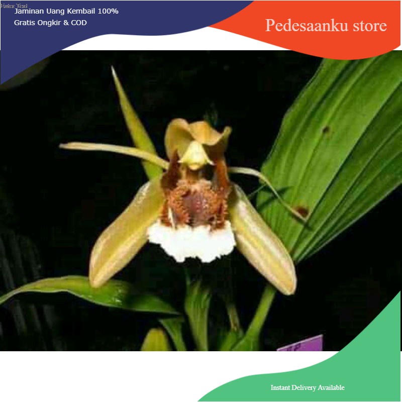 Anggrek coelogyne speciosa