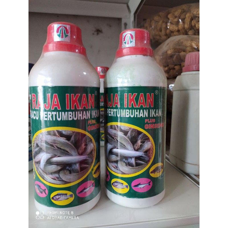 

RAJA IKAN