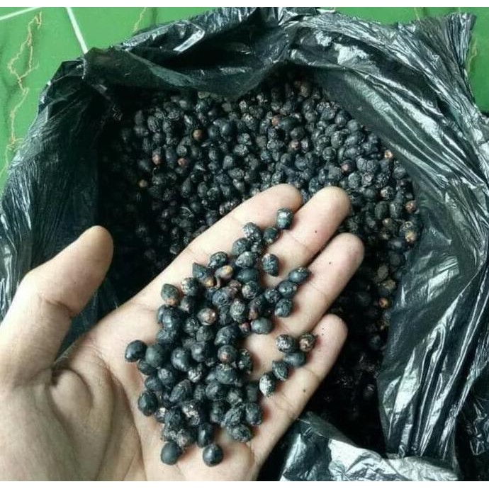 1 ONS BENIH BIJI POHON PALEM MERAH PINANG MERAH BIJI BINIH