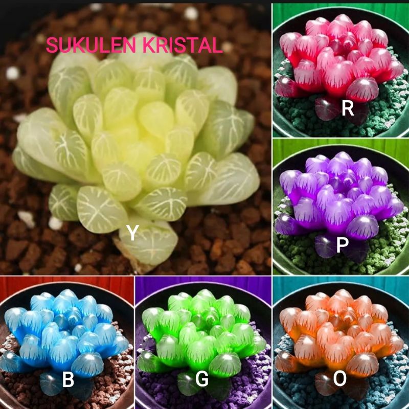 5 Biji Benih Bibit Bunga Langka Petunia Colorful Termurah Mudah Hidup Warna Menarik Mudah Hidup-Kristal Mix