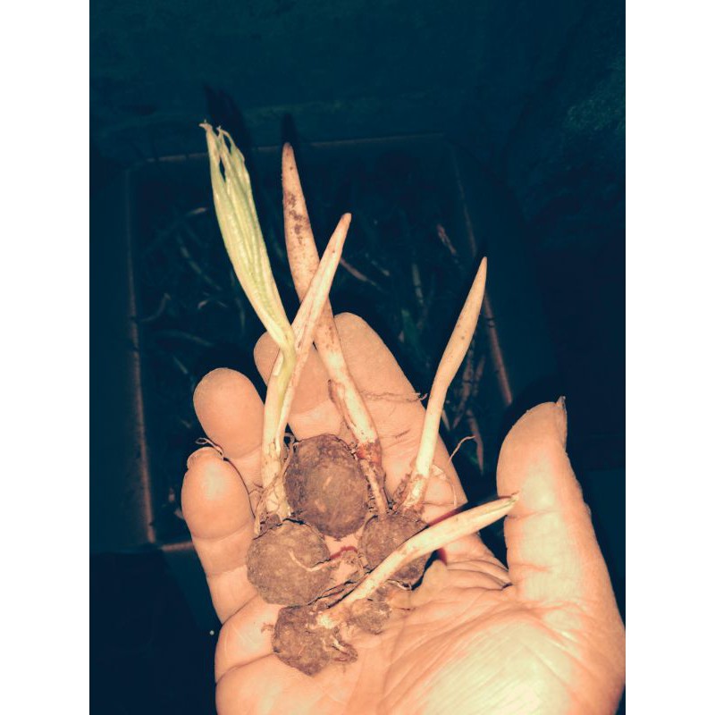 

Bibit Porang konjack 1kg