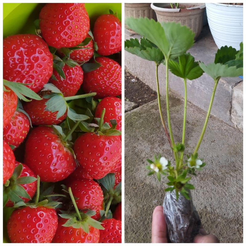 Promo Bibit Strawberry California dan Merlan kondisi sudah berbunga