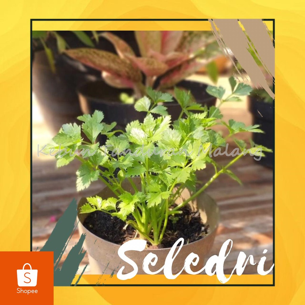 Bibit Tanaman Sayuran Seledri Daun Sledri Celery