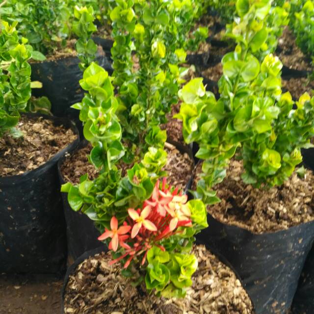 Tanaman hias bunga asoka tusuk sate - soka tusuk sate