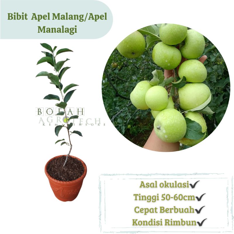 Bibit Apel Manalagi / Apel Malang Asli (Okulasi)