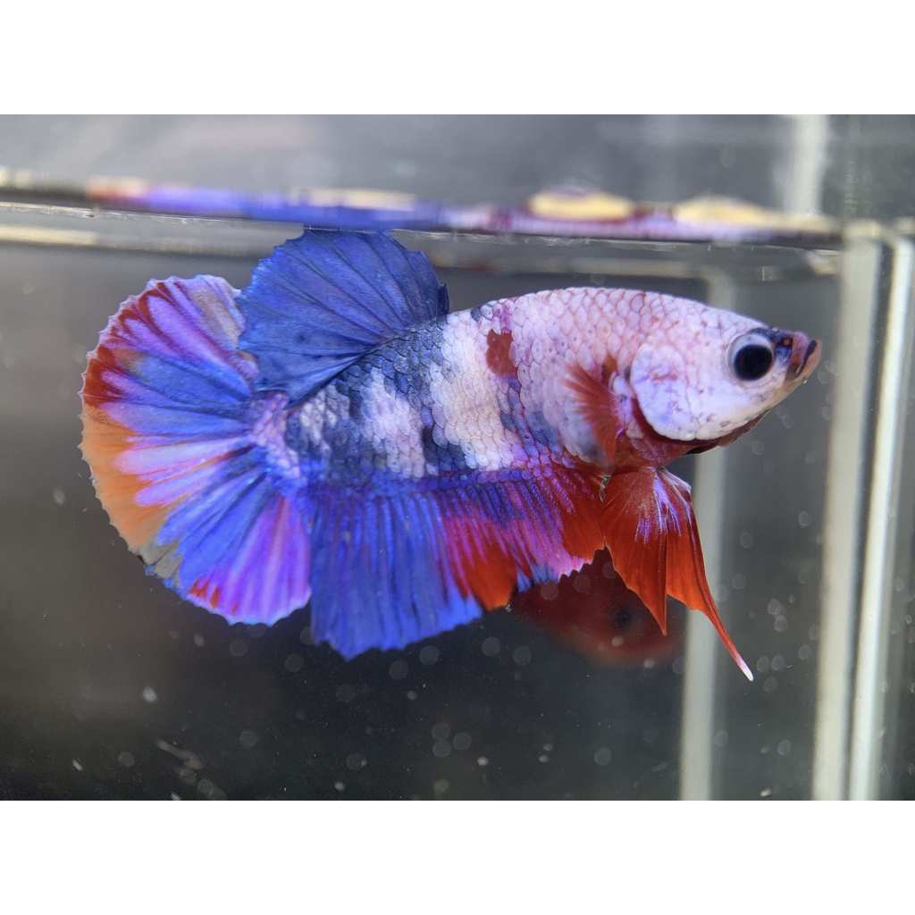 [055] CUPANG PLAKAT FANCY CANDY RAINBOW JANTAN MALE