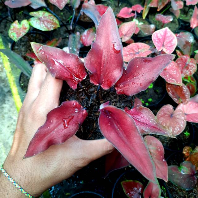 Tanaman Hias Caladium Keladi Hias Keris Merah Shopee Indonesia