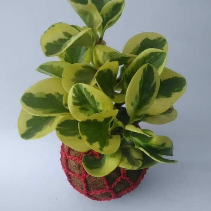 Pohon Teplan Kuning Varigata Tanaman Hias Peperomia Kuning Varigata