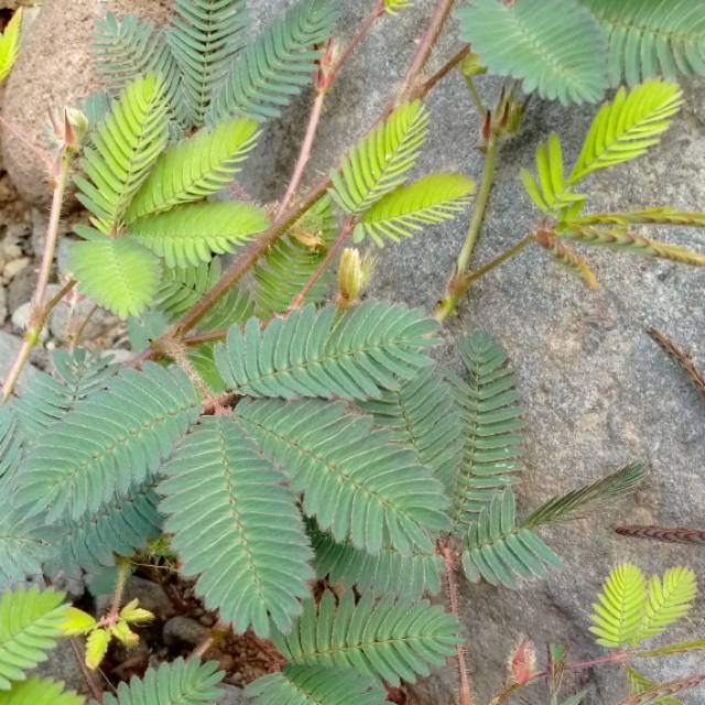 

DAUN PUTRI MALU SEGAR 1 KG