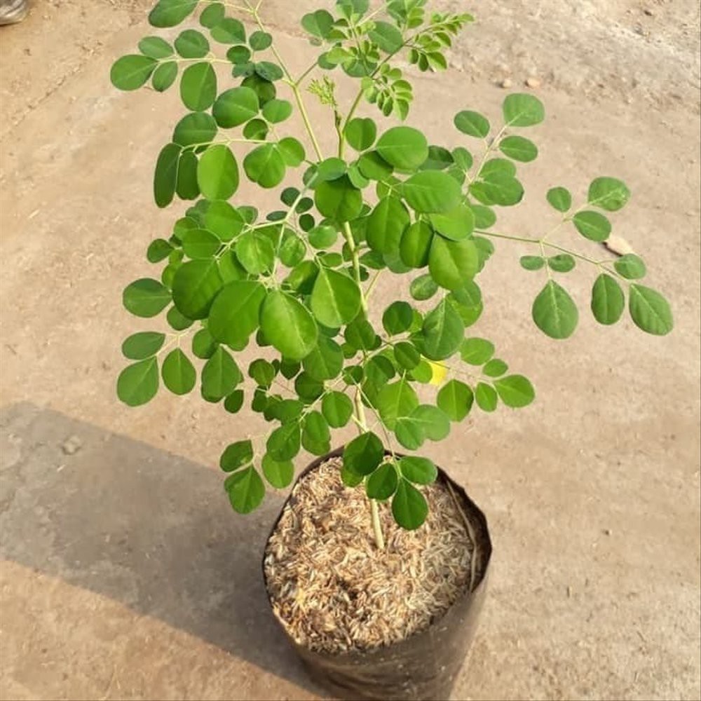 Bibit Tanaman Daun Kelor Pohon Kelor Bibit Kelor Moringa Oleifera