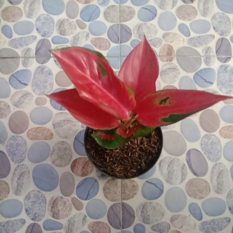Aglaonema Suksom