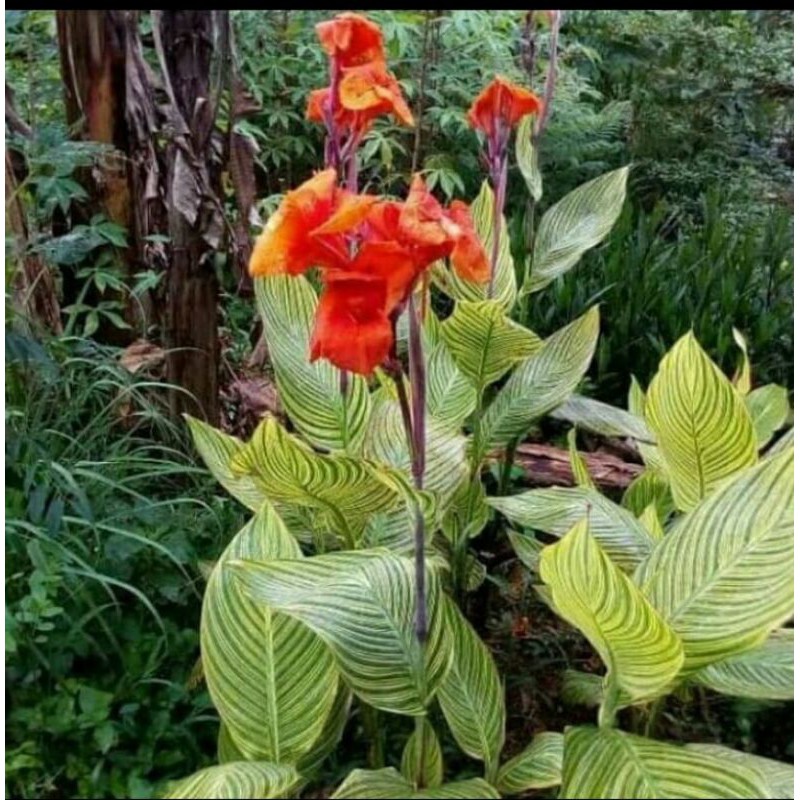 tanaman Hias pisang Kana /pisang_pisangan