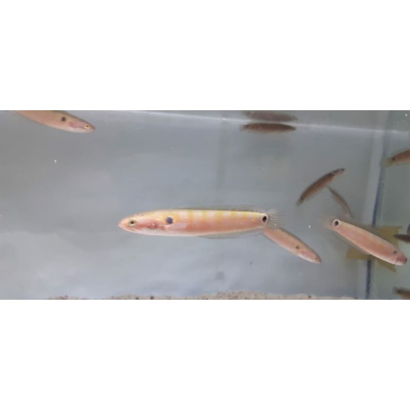 ASIATICA RS PURE JAMINN 100% UANG KEMNALI 10cm