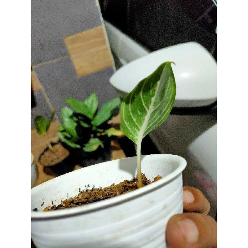 Anakan Aglonema aglonema JT 2000 BIBIT berdaun 1-3 helai